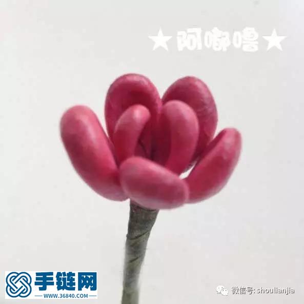 随心的多肉