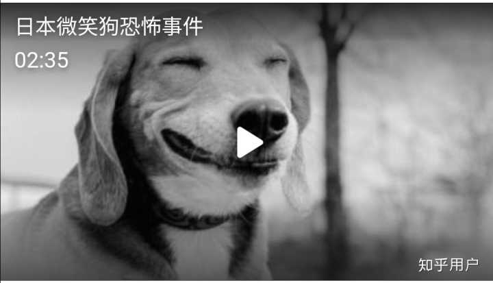 真正的微笑狗吓人图片