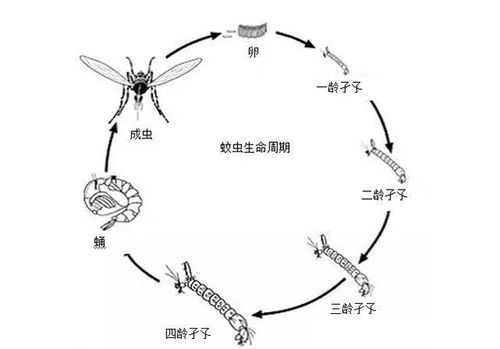 1118b里长蛆事件视频，111