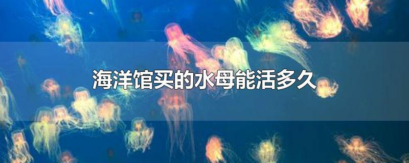 灯塔水母的寿命，灯塔水母的平均寿(灯塔水母生命有多长)