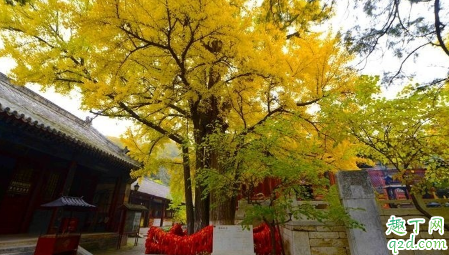 2020疫情期间红螺寺开门吗(2021年鸡鸣寺疫情期间开放吗)