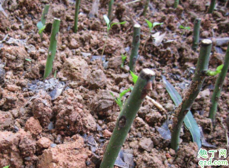 多菌灵灌根容易烧根吗(烂根可以用多菌灵灌根吗)