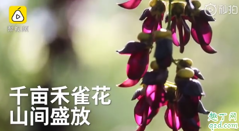 江西婺源千亩禾雀花盛放(江西婺源什么花)