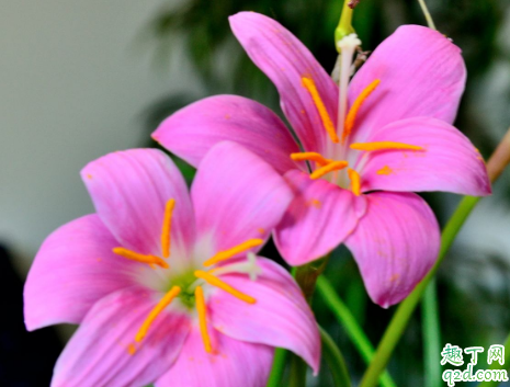 韭菜莲好养活吗(韭菜莲养几年开花)