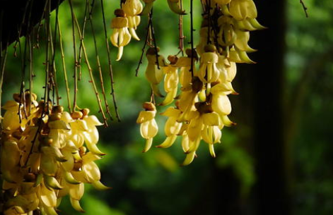 禾雀花适合盆栽吗(禾雀花盆景)