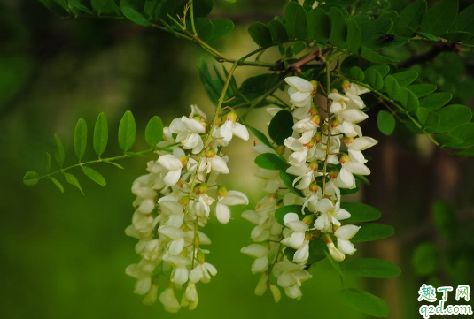 洋槐花怎么放的时间长(洋槐花如何保存一年)