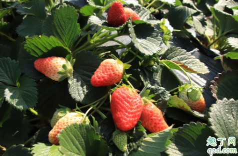 5月份种草莓成活率高吗(五月份种植草莓)