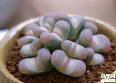生石花深盆种好还是浅盆种好(生石花用什么盆种好看)