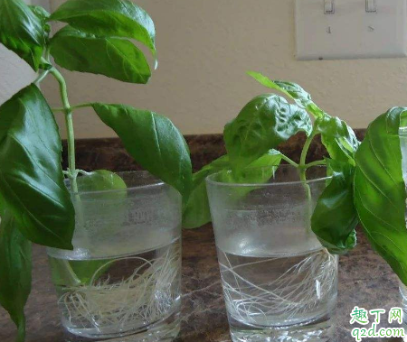 才栽的树能浇生根水吗(栽树一定要浇定根水吗)