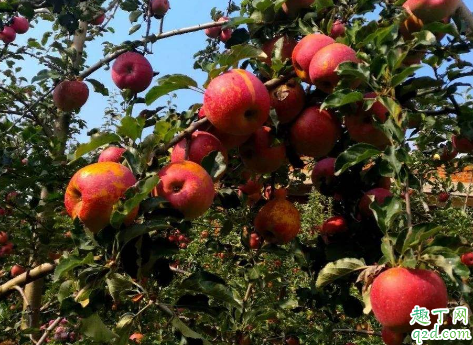 生苹果和熟苹果哪个减肥(苹果减肥是吃生苹果还是熟苹果)