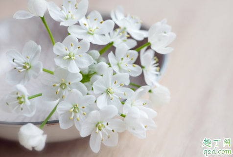 胃不好的人可以吃韭菜花吗(胃不好的人为啥不能吃韭菜)