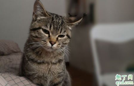 为什么公猫喜欢男主人
