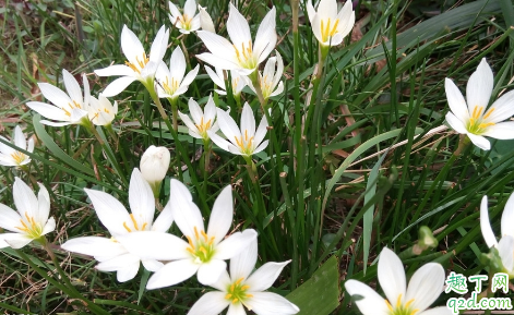 韭菜莲养在屋里面有毒吗(家里养韭菜莲花好吗)
