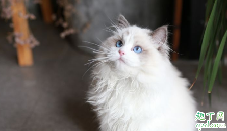 为什么公猫喜欢男主人