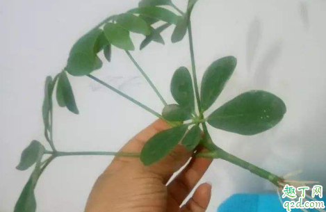 才栽的树能浇生根水吗(栽树一定要浇定根水吗)