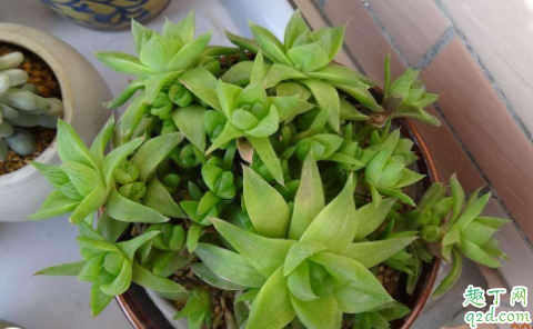 凝脂菊用深盆还是浅盆(球菊用深盆还是浅盆)