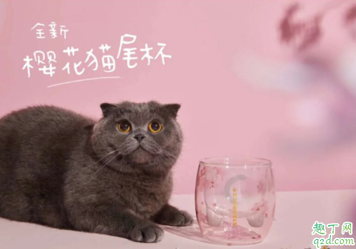 2020星巴克樱花猫尾杯多少钱一个(星巴克杯底猫咪赏樱价格)