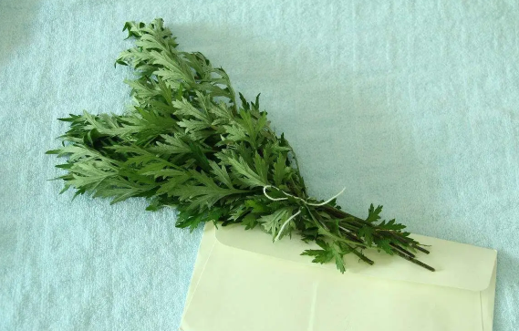 艾草杆子和艾草叶子哪个效果好(艾叶草杆好还是艾叶草好)