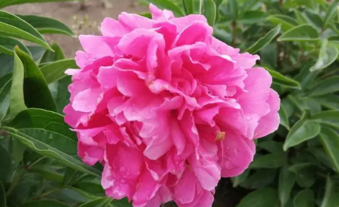 芍药花多少钱一支(芍药花多少钱一克)