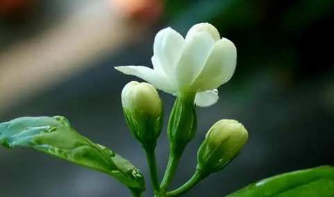 茉莉花的养殖方法和注意事项有哪些(茉莉花养殖要点)