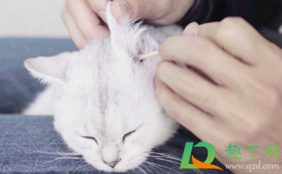 84消毒液对猫咪有没有伤害(家里用84消毒液对猫有影响吗)