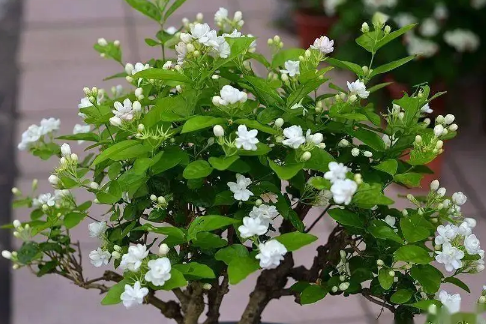 茉莉花的养殖方法和注意事项有哪些(茉莉花养殖要点)