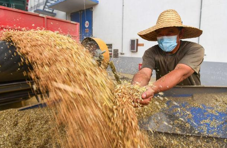 2022粮食补贴多少钱一亩(2020年种粮补贴每亩多少钱)
