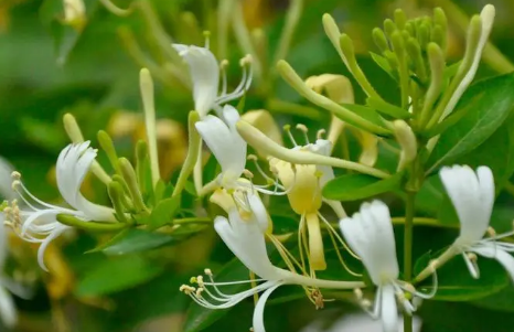 金银花怎么烘干(金银花怎么晒干不变色)