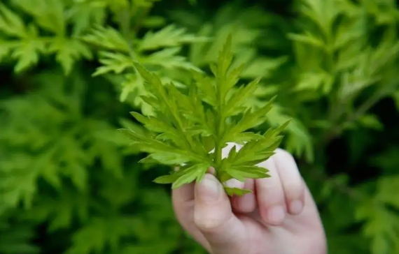 艾草可以用来洗眼睛吗(艾草可以用来敷眼睛吗)