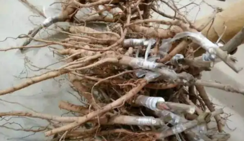 3年芍药根一斤多少钱(今年芍药根的价格)