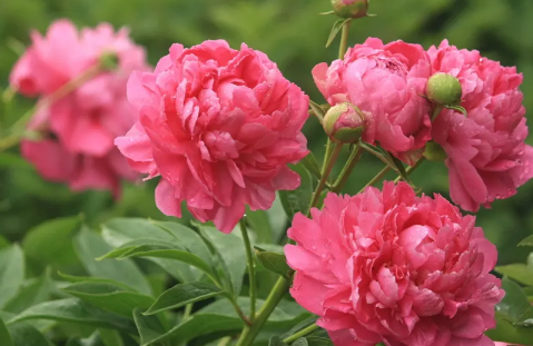 芍药花多少钱一支(芍药花多少钱一克)