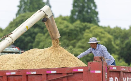 2022粮食补贴多少钱一亩(2020年种粮补贴每亩多少钱)