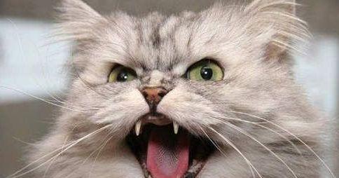 猫是招鬼还是辟邪的？猫看见鬼有几种表现　本文共（1023字）