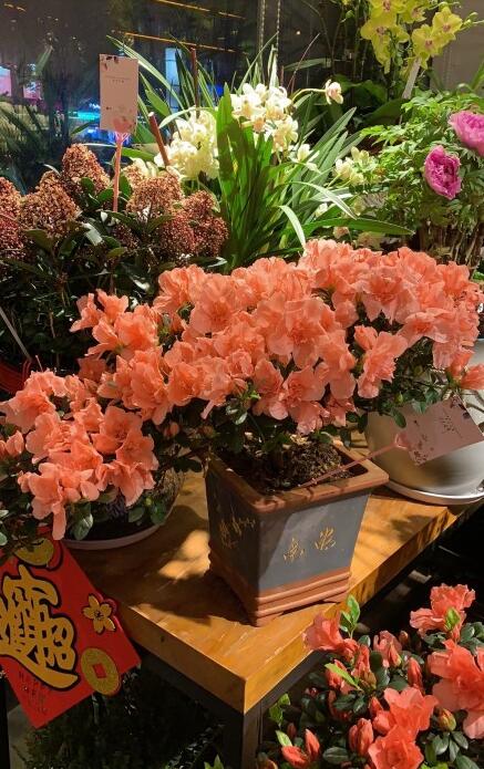 家里养杜鹃花吉祥吗忌讳放在家吗？杜鹃花在风水上的意义有哪些？　本文共（886字）