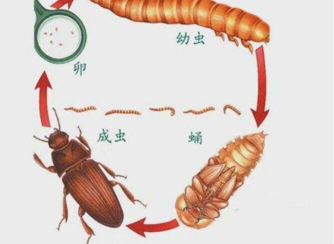 面包虫吃什么怎么养？它长大后会变成什么　本文共（1080字）