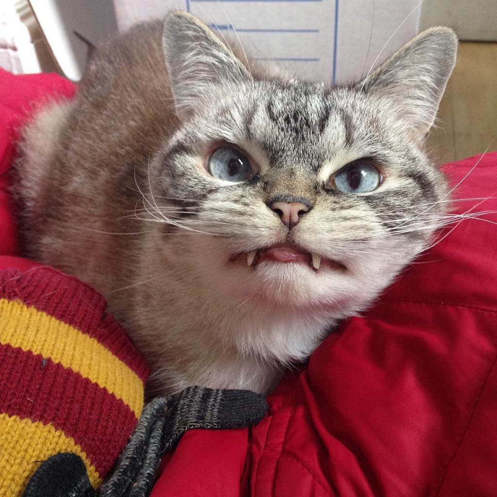 猫是招鬼还是辟邪的？猫看见鬼有几种表现　本文共（1023字）