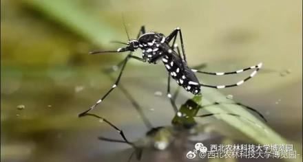 白纹伊蚊咬的包图片,伊蚊在中国的分布情况是怎样的？　本文共（991字）