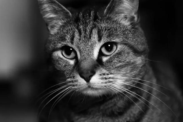 猫是招鬼还是辟邪的？猫看见鬼有几种表现　本文共（1023字）