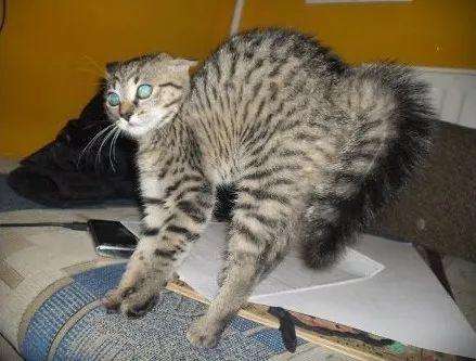 猫是招鬼还是辟邪的？猫看见鬼有几种表现　本文共（1023字）