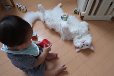 小猫养多久才认主人？猫对主人的记忆有多久　本文共（1015字）