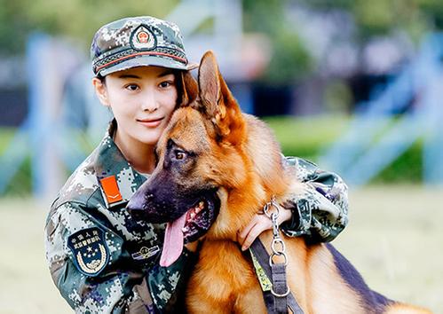 艾勒薇斯是何捷的犬吗？奇兵神犬艾勒薇斯现状如何了　本文共（1136字）