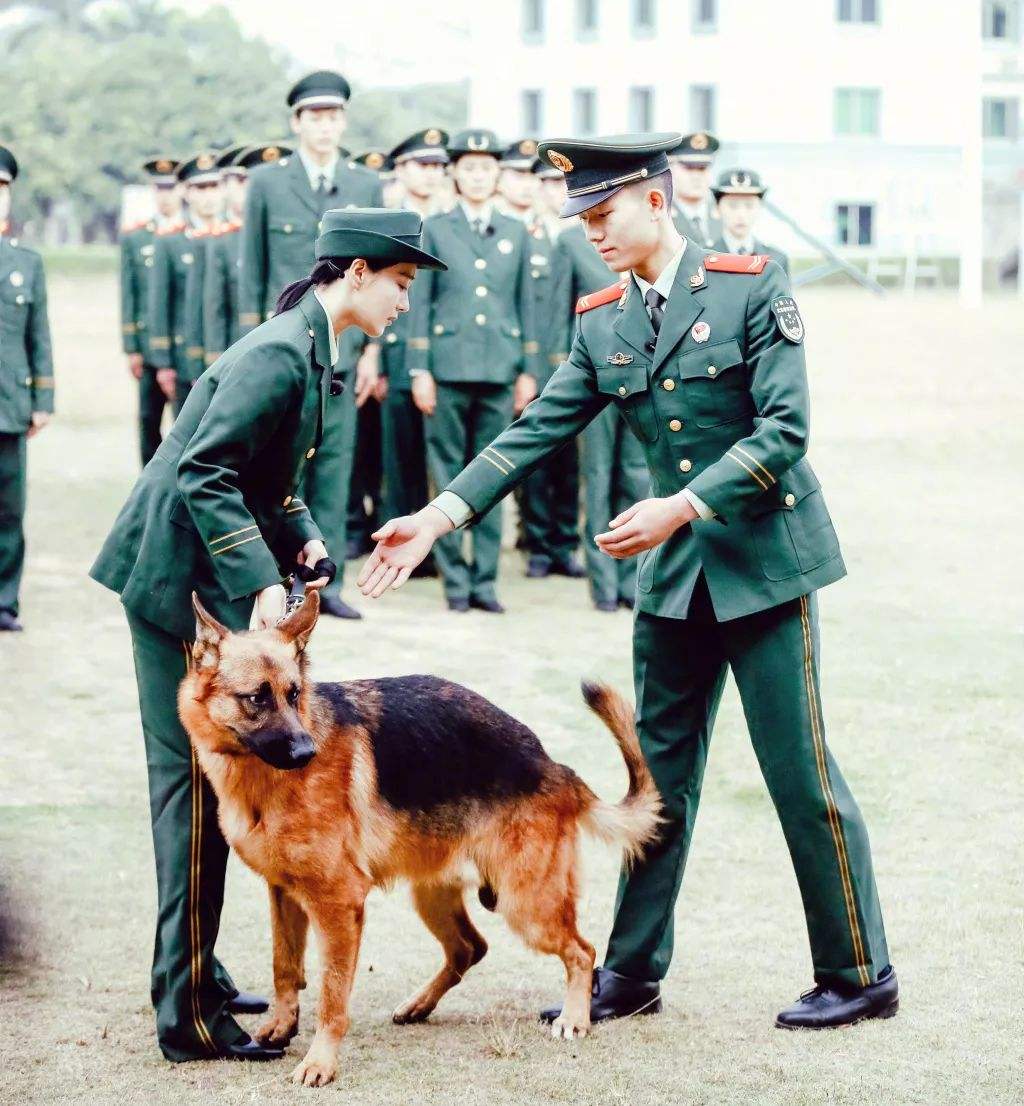 艾勒薇斯是何捷的犬吗？奇兵神犬艾勒薇斯现状如何了　本文共（1136字）