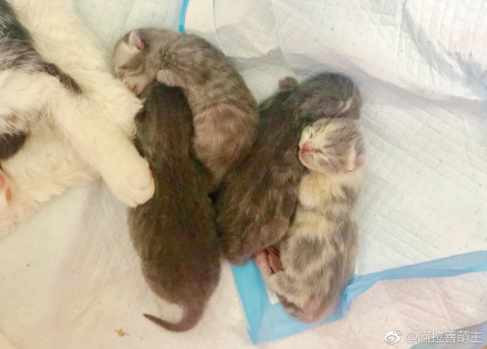 小猫养多久才认主人？猫对主人的记忆有多久　本文共（1015字）