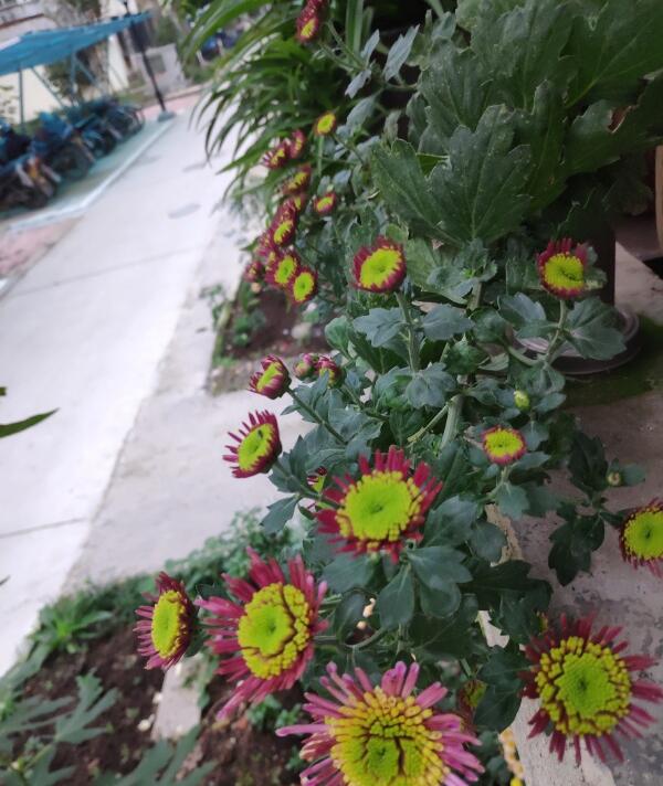 女王菊适合家里养吗,女王菊花期是几月总共开多少天？　本文共（945字）