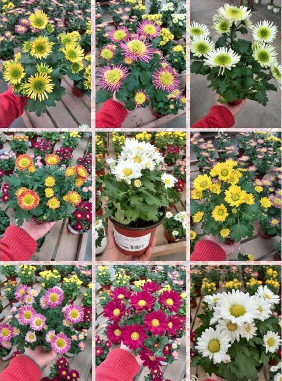 女王菊适合家里养吗,女王菊花期是几月总共开多少天？　本文共（945字）