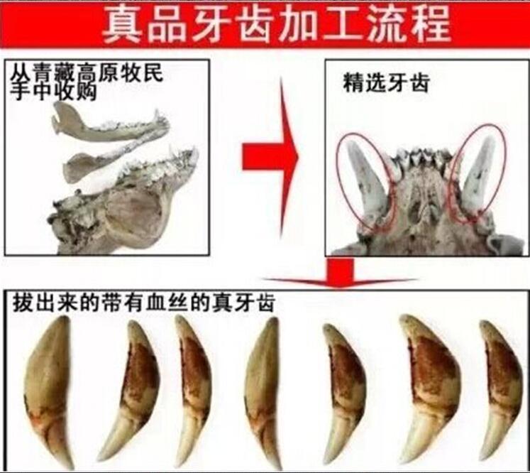 带狗牙有什么禁忌,狗牙适合戴在哪里佩戴有什么作用？　本文共（925字）