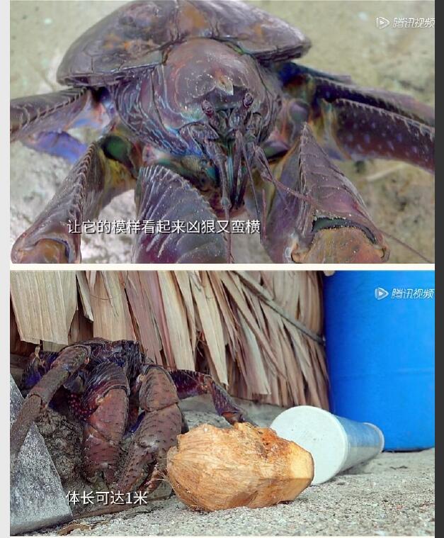 椰子蟹为什么不能人工养殖,椰子蟹在水里会被淹死吗？　本文共（1122字）