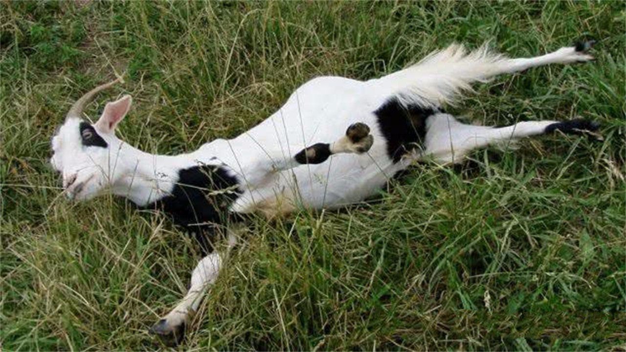 晕倒羊为什么没有灭绝,它们的寿命是多少　本文共（995字）