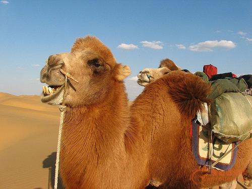 骆驼为什么能吃仙人掌嘴不怕扎吗？骆驼鼻子上为什么钻孔　本文共（827字）