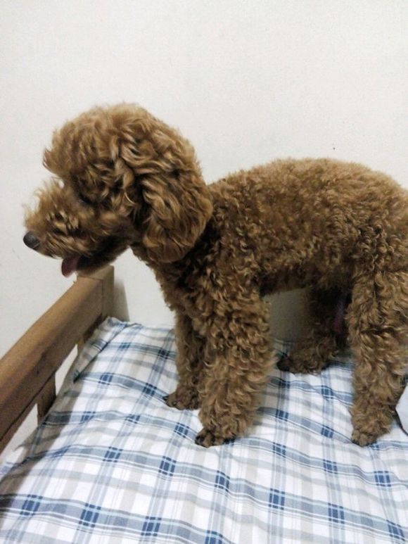 泰迪犬为什么那么色喜欢日？给泰迪犬做了绝育还色吗　本文共（874字）